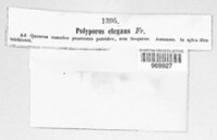 Cerioporus leptocephalus image
